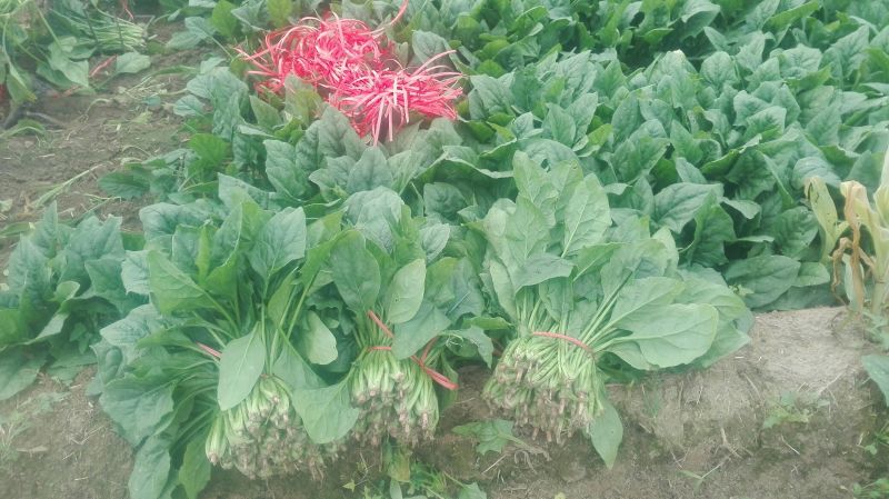 菠菜15~20厘米