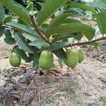 西瓜番石榴苗50~80cm