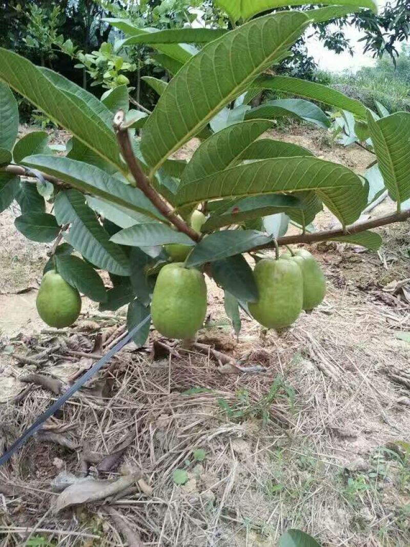 西瓜番石榴苗50~80cm