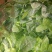 大叶菠菜15~20厘米