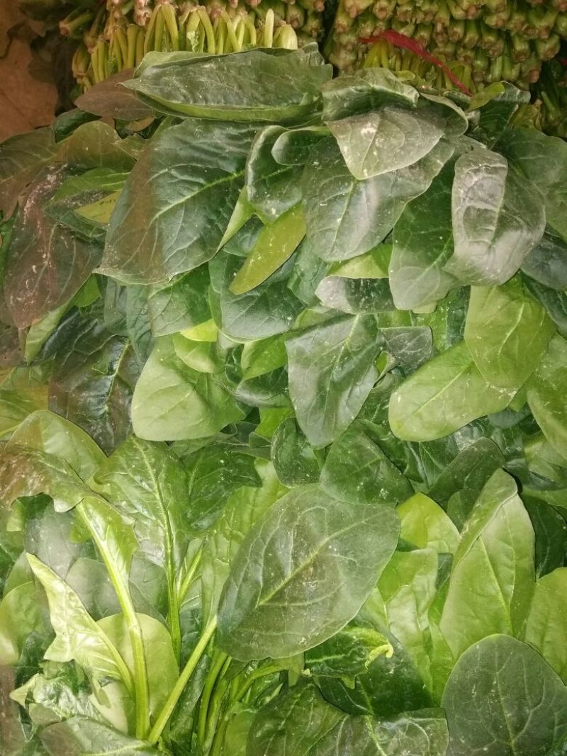 大叶菠菜15~20厘米