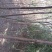 国槐4~6cm4~6cm2~3米