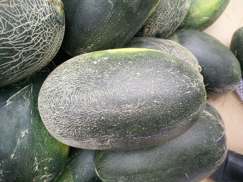 伽师瓜7斤以上长圆形