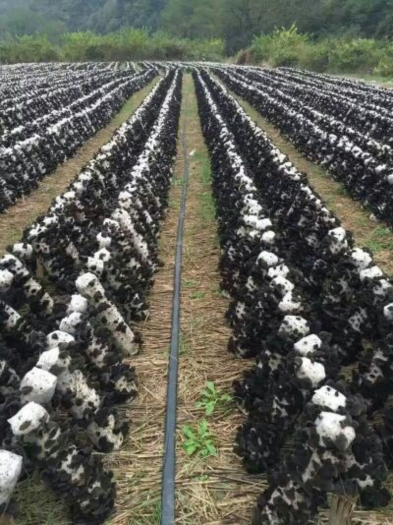 黑木耳特级
