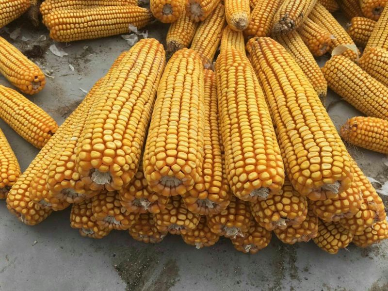 丰县春玉米16~20%…………………………………………