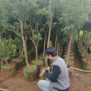 杨梅树苗1~250~100cm