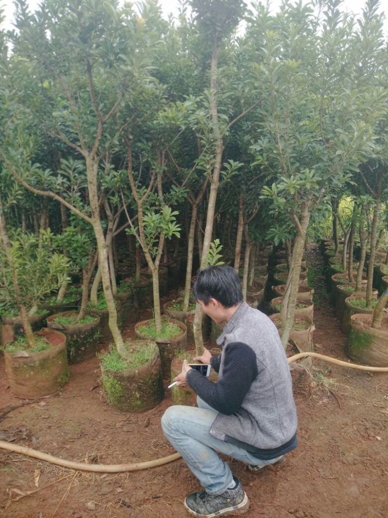 杨梅树苗1~250~100cm