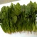 大叶菠菜20~25厘米