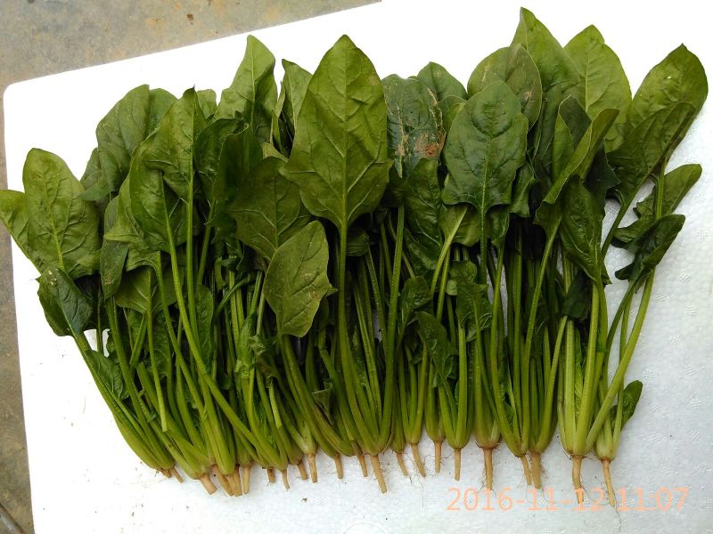 大叶菠菜20~25厘米