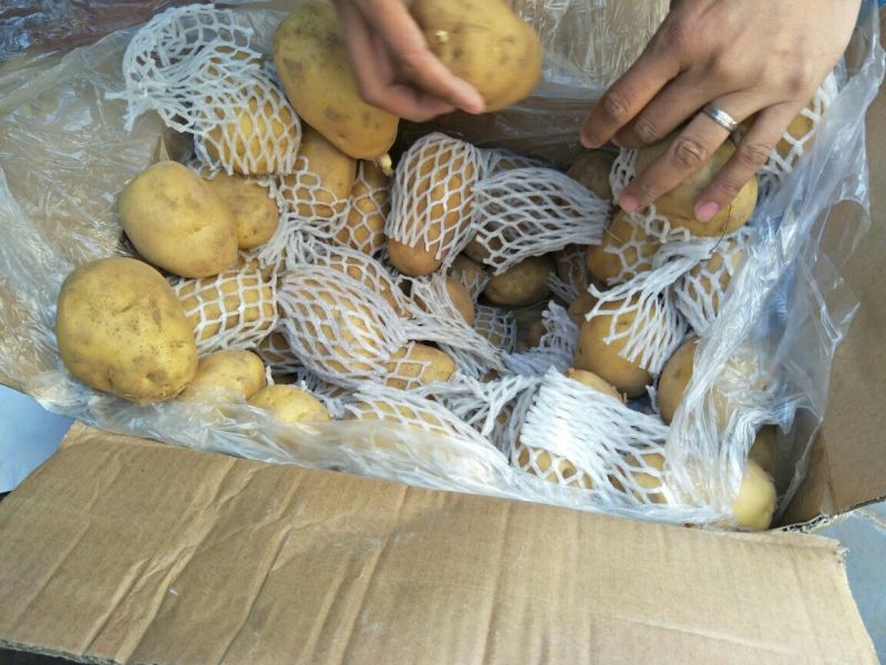 荷兰十五土豆4两以上