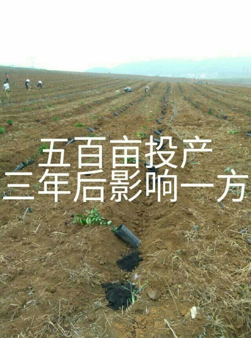 香橙砧沃柑苗30~50cm，基地直销提供技术