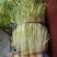 韭黄头茬40~50公分
