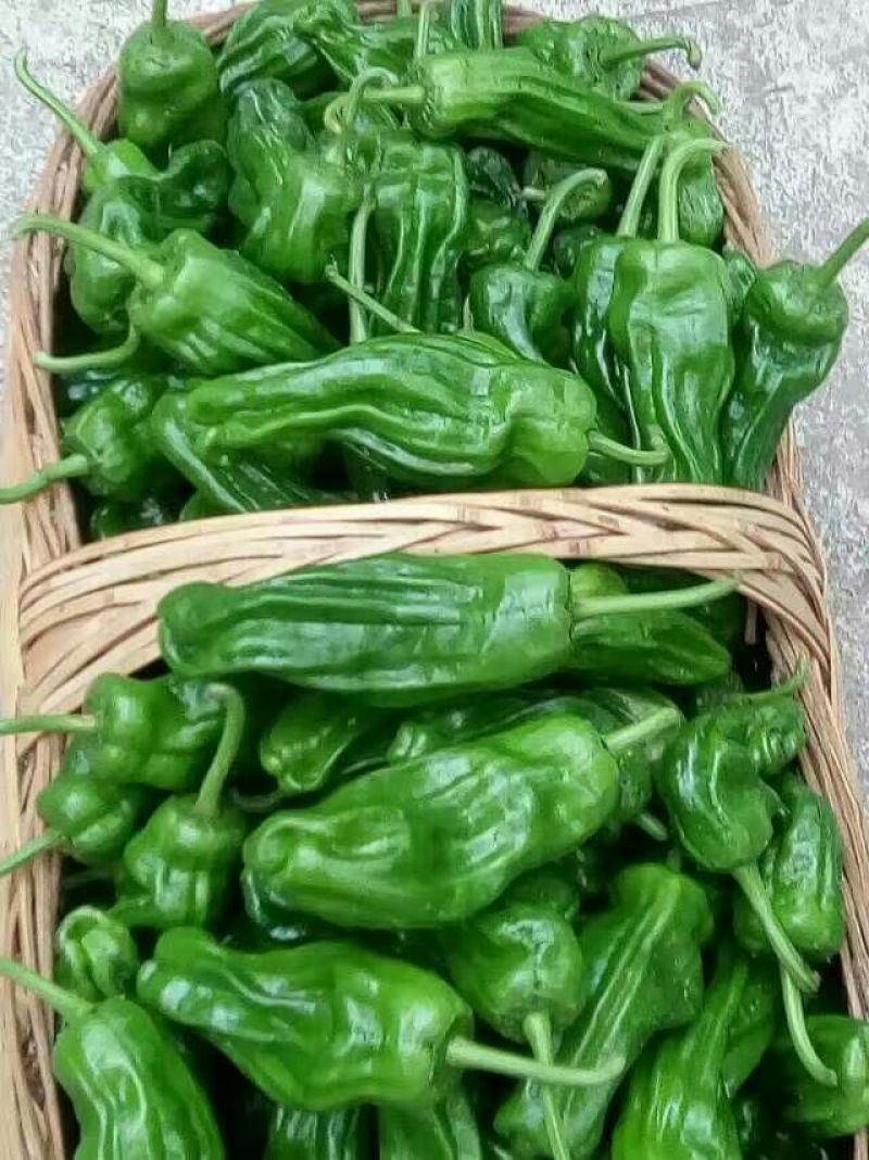 青椒