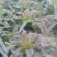 红莴笋1~1.5斤40~50cm有实力的老板也可包地