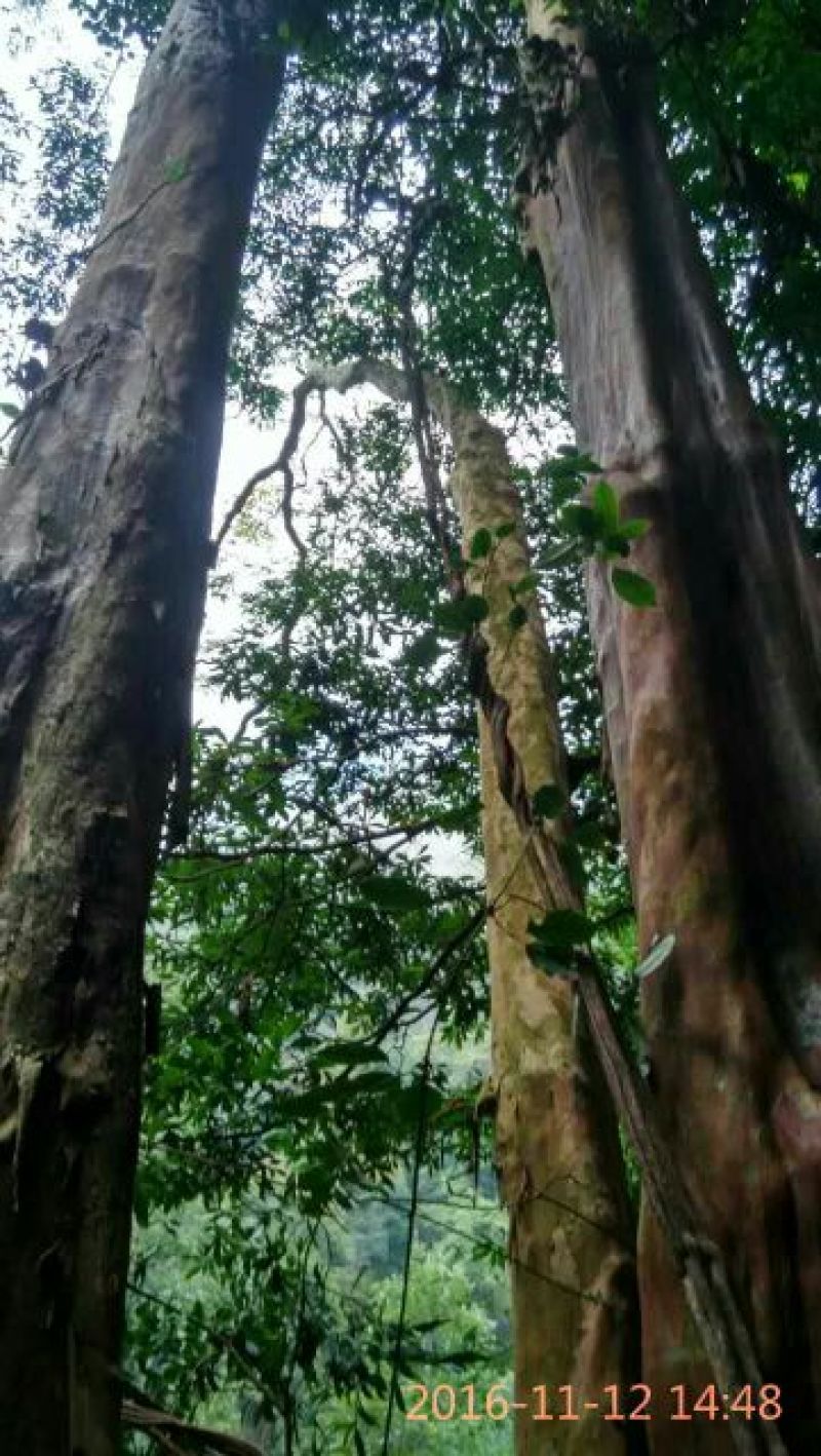 马灵光1.5~2m