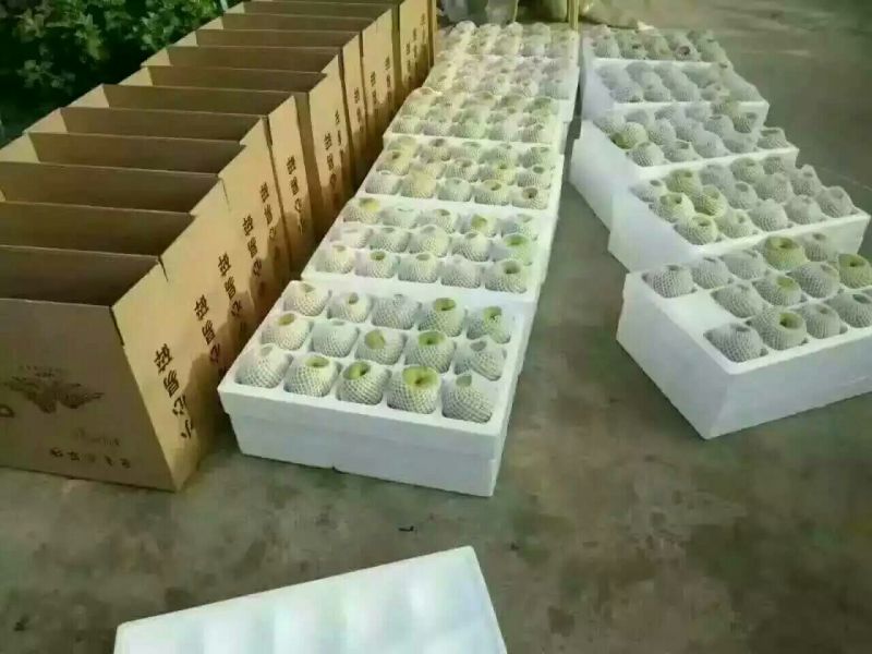 酥梨450~500g筐装