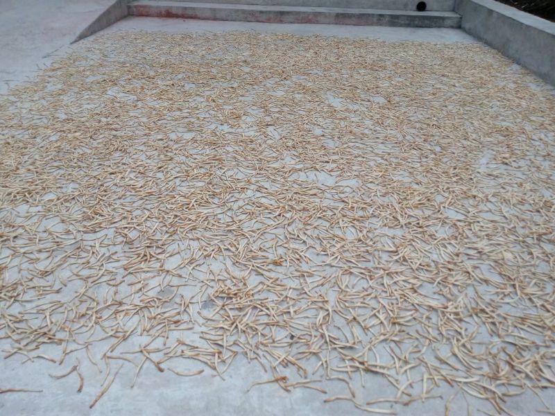 黄花菜散装一级