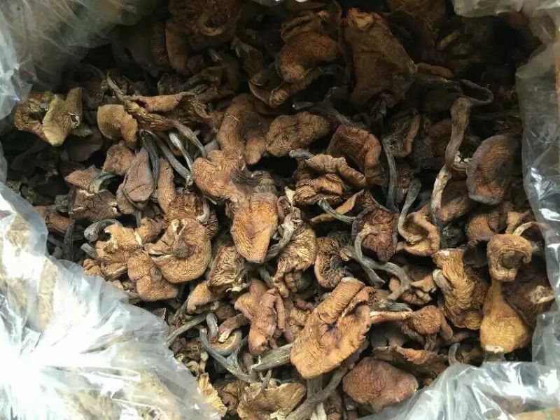树秋菌一级