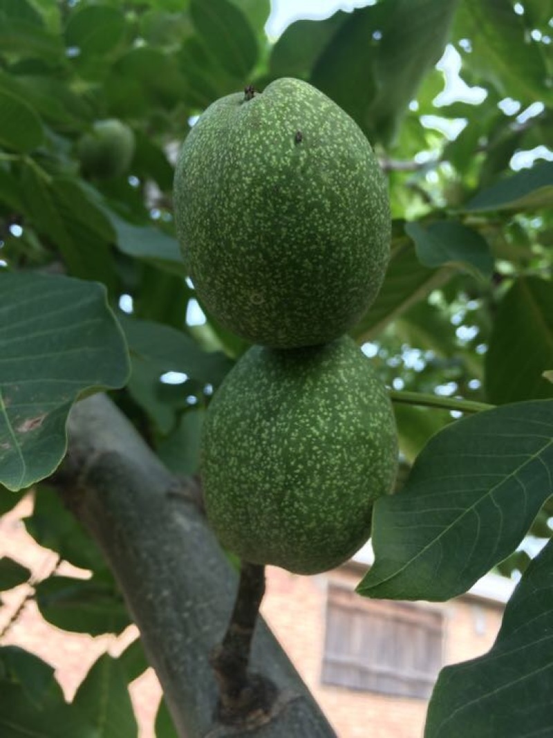 青皮核桃