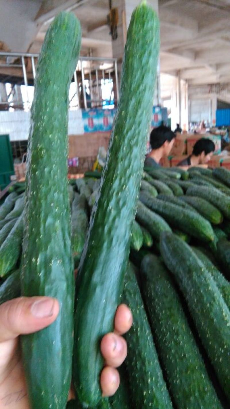 黄瓜青瓜产地一手货源冬春季节上市诚信经营