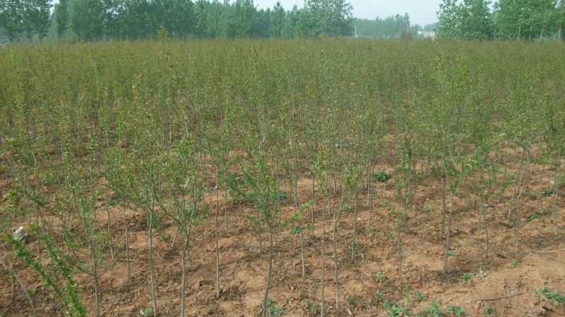 枣树苗活苗特大嫁接沾化冬枣果树苗南方北方盆栽地栽种植当年