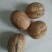 大黄核桃30mm以上青皮干