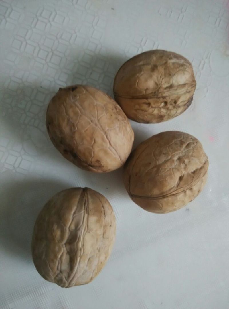 大黄核桃30mm以上青皮干