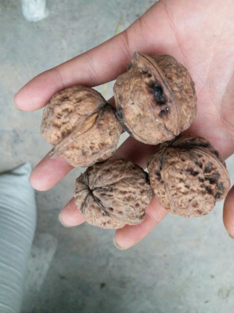 大泡核桃30mm以上去皮干