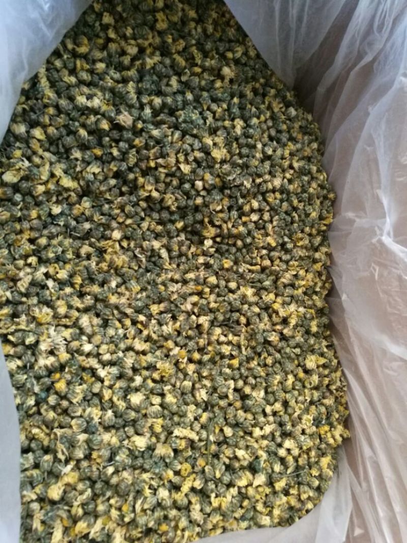 白菊花茶胎菊