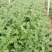 白萝卜1~1.5斤起