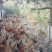 麻鸡6~9月