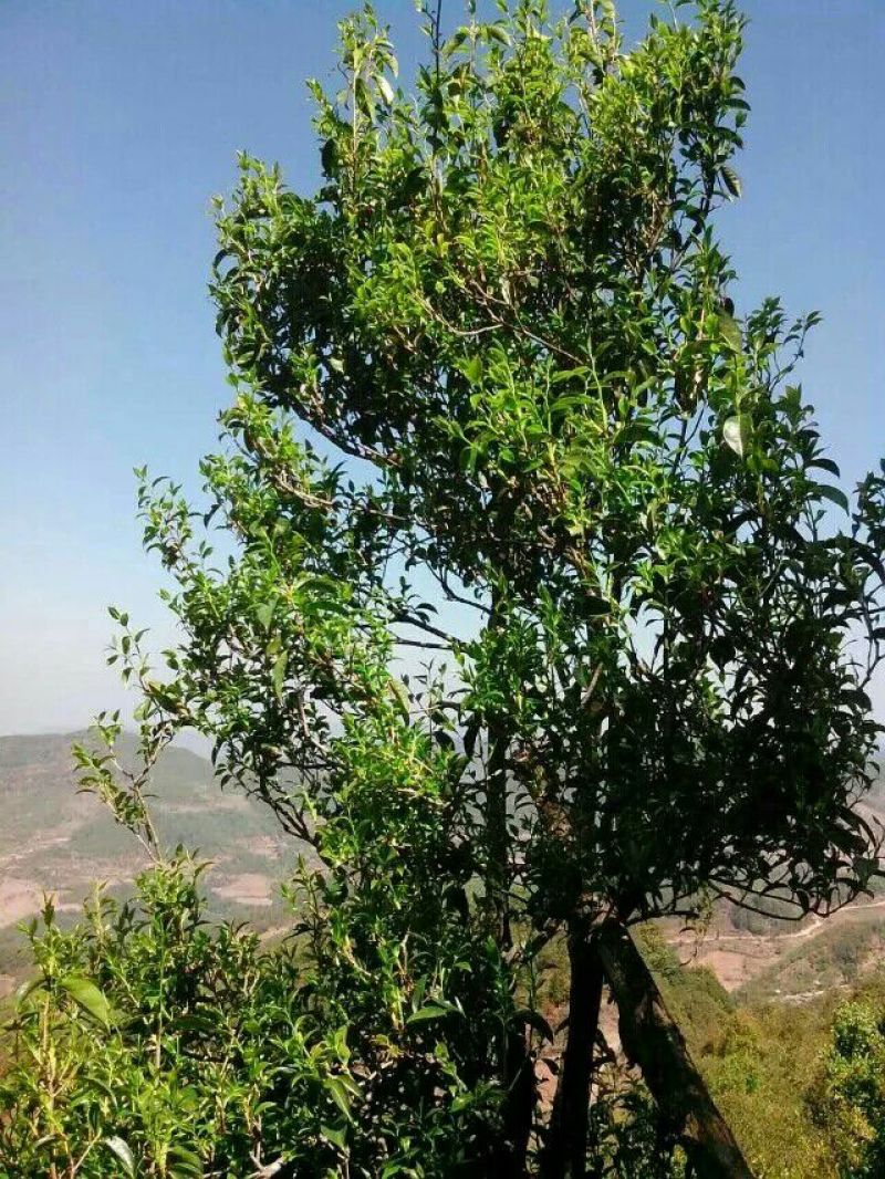 百年大树茶一级