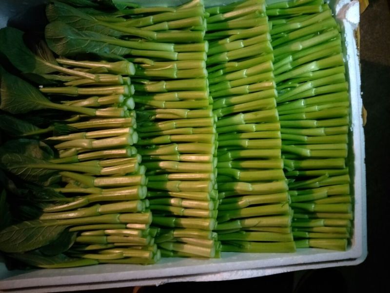 推荐菜台广东油菜芯产地直供量大从优供全国电商超市