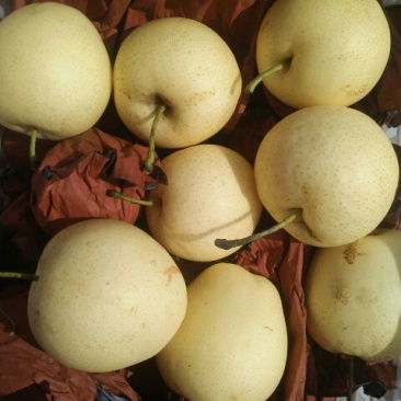 皇冠梨550~600g纸箱