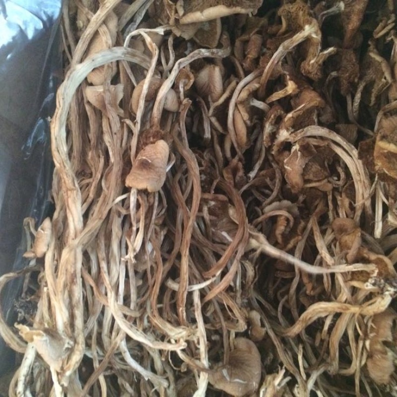 中国福建古田干品茶树菇特产