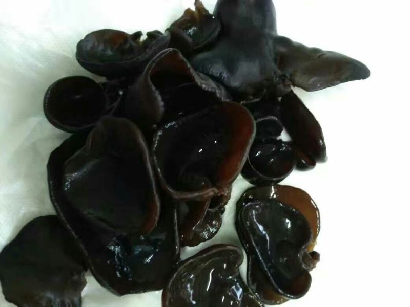 秋耳特级