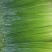 一年四季节靓韭菜花38cm以上