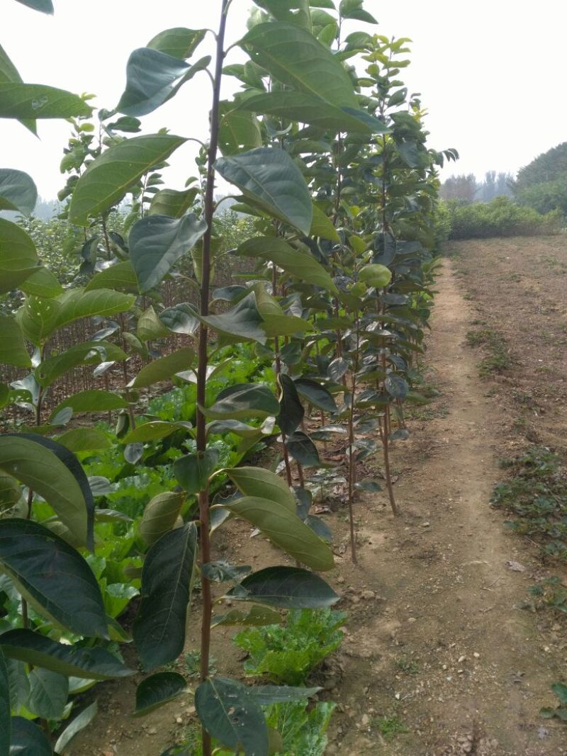 柿子树苗甜柿子树牛心柿子树黑柿子树苗