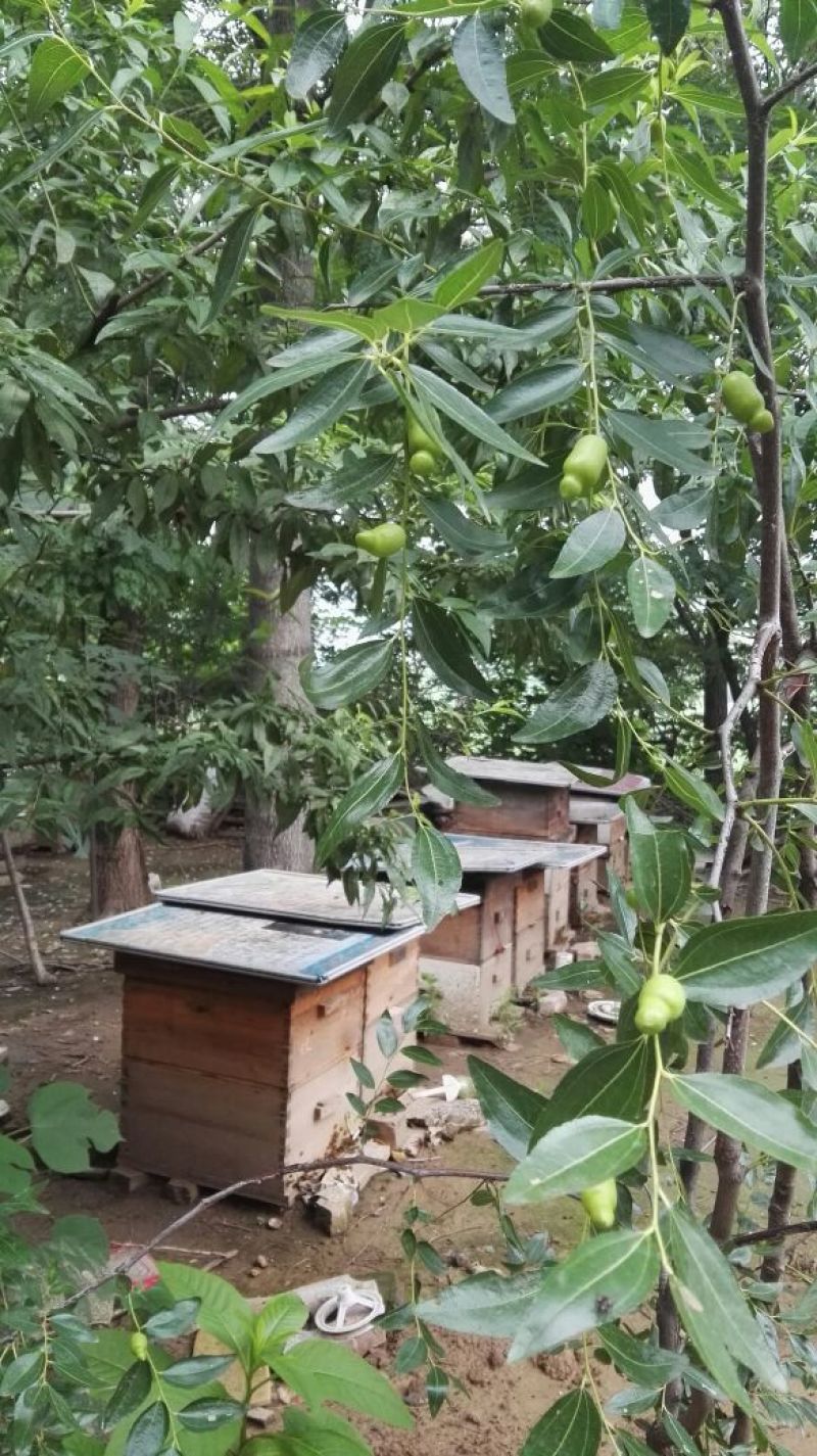 百花蜜荆条蜜