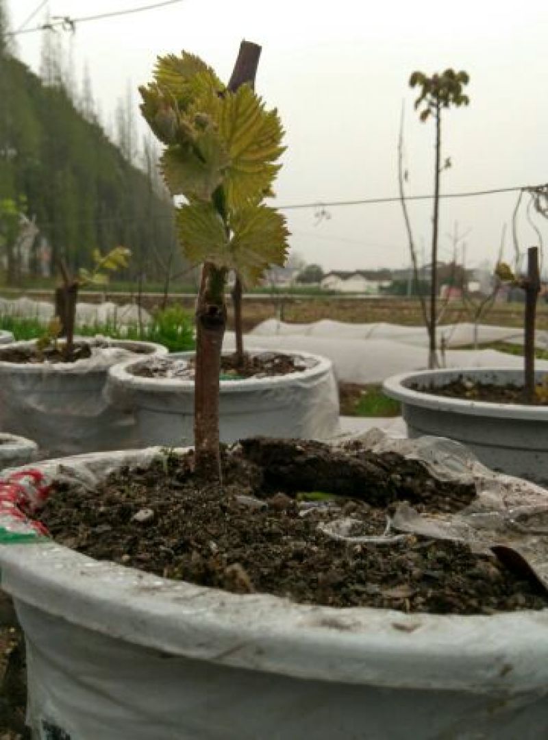 盆栽葡萄80~100cm
