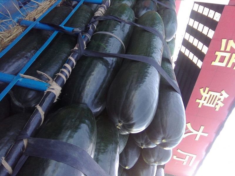 黑皮冬瓜30斤以上地冬瓜，基地直供无中间差价，