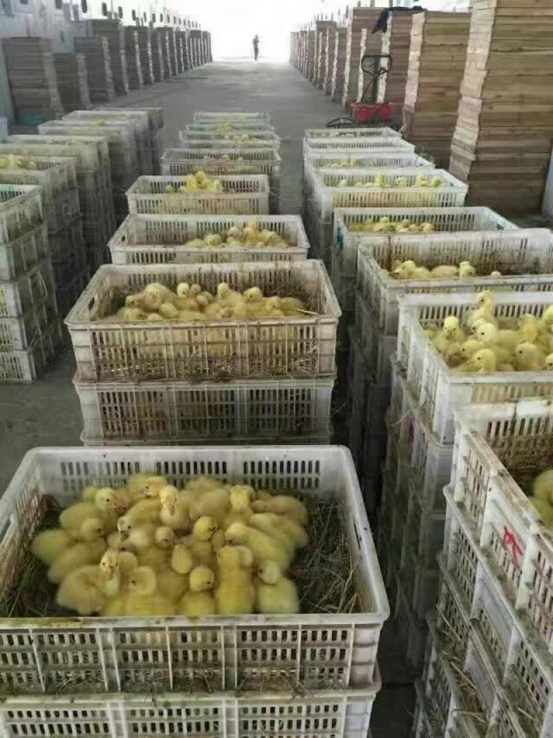 狮头鹅苗250g以下