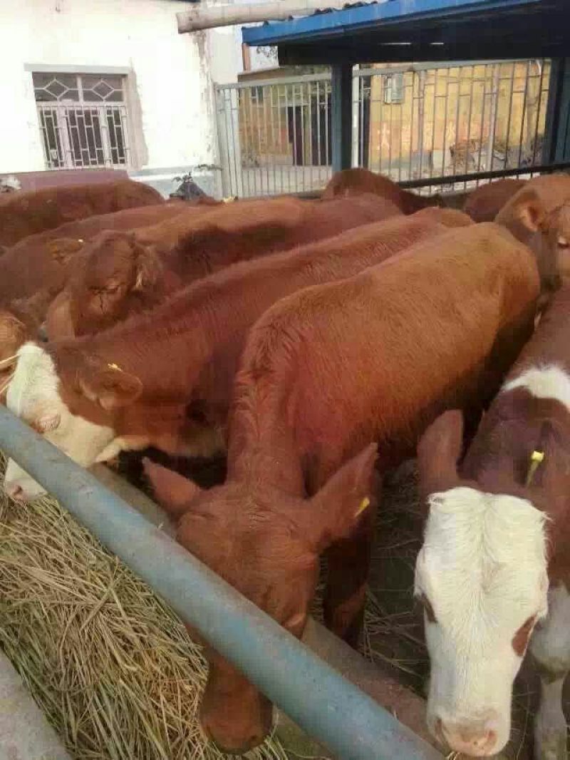 西门塔尔牛犊200~300kg