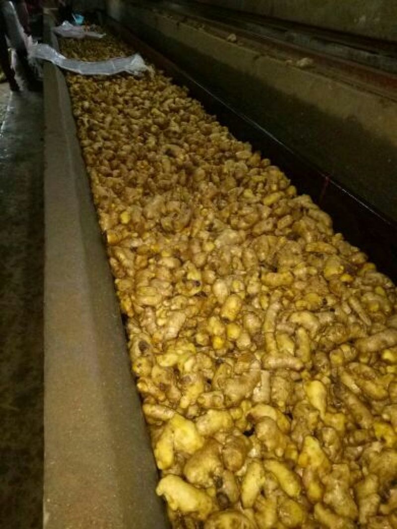 生姜，大黄姜，小姜山东生姜，生姜价格一手货源价优