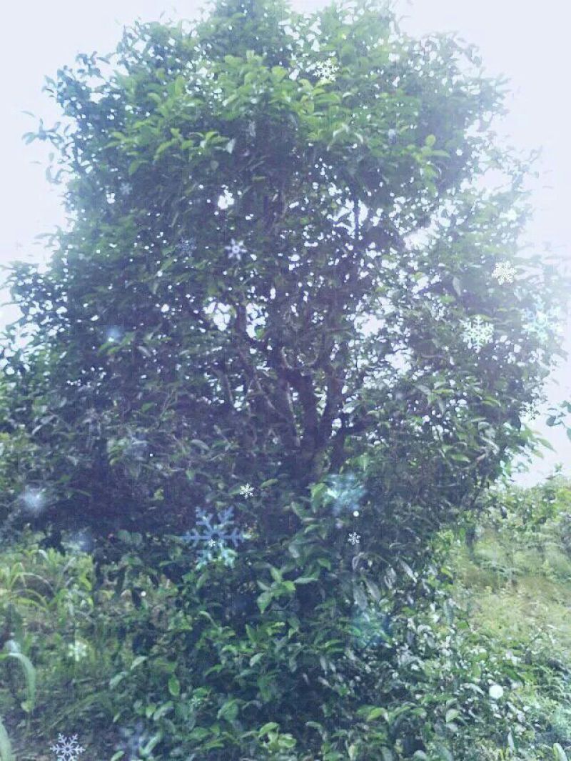 古树普洱茶一级