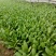 【热销】（坏菜包赔）精品小青菜油菜产地直销