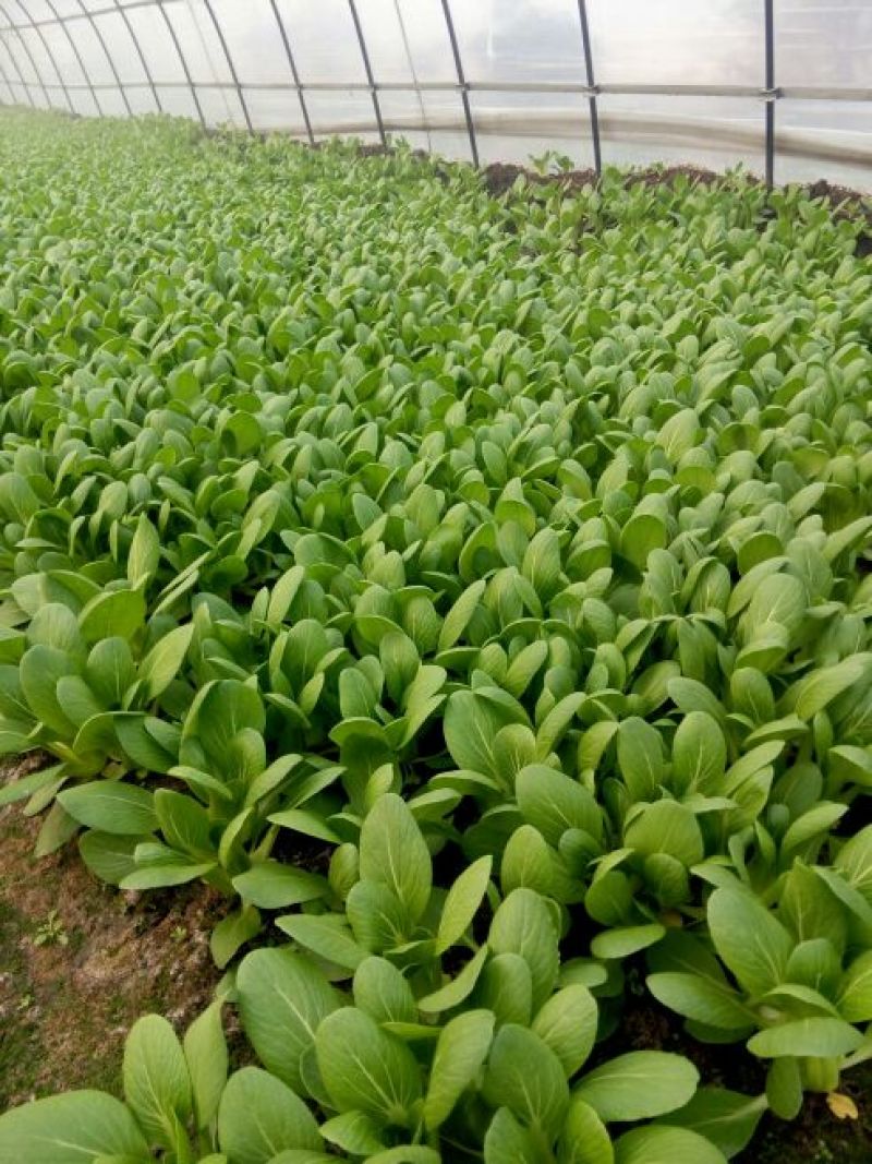 【热销】（坏菜包赔）精品小青菜油菜产地直销