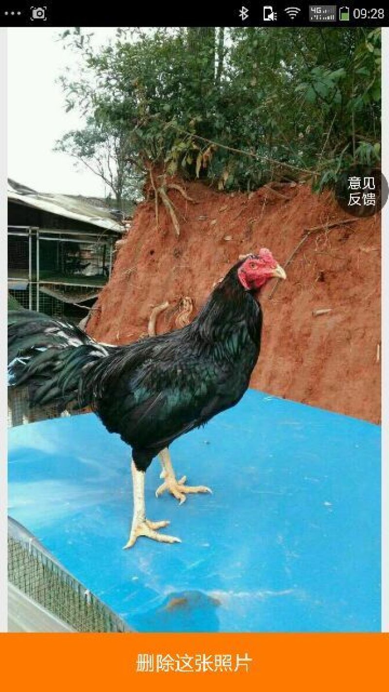 斗鸡苗1斤以下