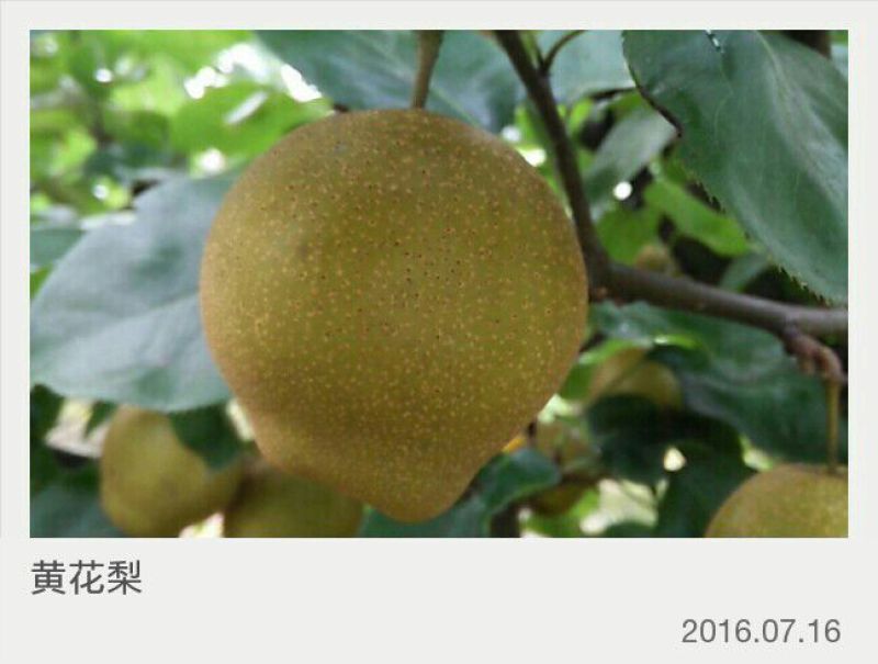 黄花梨光果湖北沙梨基地