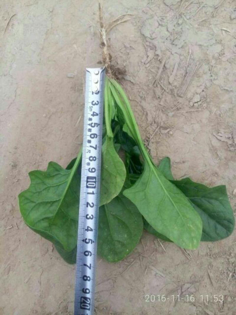 秋菠菜15~20厘米